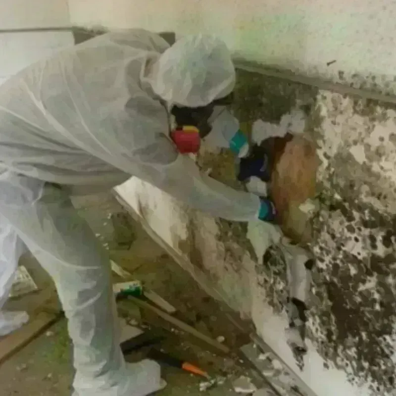 Mold Remediation and Removal in Childress County, TX